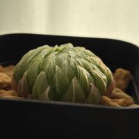 オブツーサ,ハオルチア,ウンブラティコラ,ピグマエア,玉扇の画像