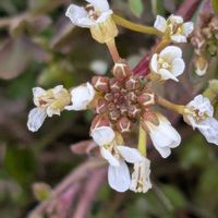 タネツケバナ,小さな幸せ♡,自然大好き,お散歩♪,田んぼのあぜ道の画像