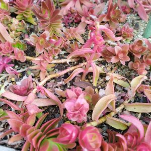 火祭り,紅葉祭り,多肉植物,鉢植え,地植えの画像