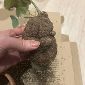 ステファニア,塊根植物,コーデックス,珍奇植物,現地球の画像