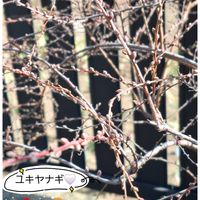 ユキヤナギ,ピンクユキヤナギ,ステキ☆,癒し…♡,か〜わい〜の画像