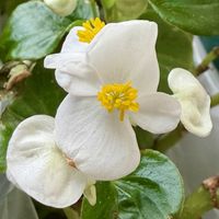 ベゴニア,次男Kの画像