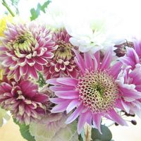 マム,正月飾り,切り花,ハンドメイド,スワッグの画像