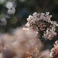 アナベル,鎌倉浄妙寺,アナベル冬姿の画像