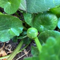 リュウキンカの画像