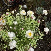 no green no life,開花が待ち遠しい,寒さに負けない,お花大好き♡,花かんざし♡の画像