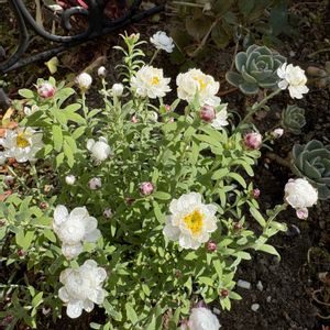 no green no life,開花が待ち遠しい,寒さに負けない,お花大好き♡,花かんざし♡の画像