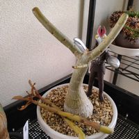 アデニウムの画像
