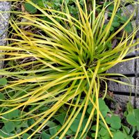 アジュガ,アジュガ,カレックス,ヒューケラ,ヒューケラの画像