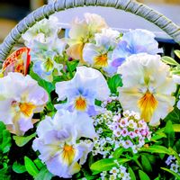 ブラキカム,ビオラ　レディ,ビオラ レディ,フリル咲きビオラ 恋みやび,ビオライリスプリエールの画像