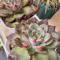 桃太郎,桃太郎,ハムシー,ハムシー,チワワリンゼの画像