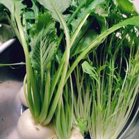 リーフレタス,水菜,カブ,ニンニク,家庭菜園の画像