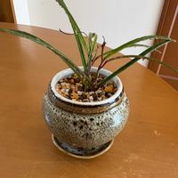 観葉植物,植え替え,ホヤ,植物の画像