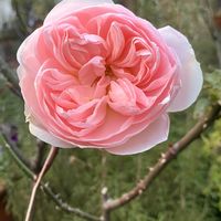 ハツユキカズラ,パンジー・ビオラ,パンジー・ビオラ,シャリファ・アスマ,シャリファ・アスマの画像