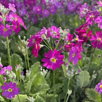 プリムラ マラコイデス,プリムラ マラコイデス,小花会,みんな最高の画像