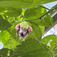 トケイソウ,オオミトケイソウ,加西フラワーセンター,金曜日の蕾たち,パッシフローラアラタの画像