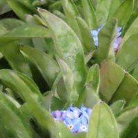 ワスレナグサの画像