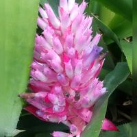 熱帯スイレン,ポルティア・シルヴェイラエ,ポルティア・シルヴェイラエ,花のある暮らし,草津市立水生植物公園みずの森の画像