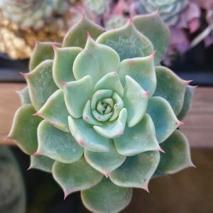 エケベリア属,実生,交配種,多肉大好き,千葉県の画像