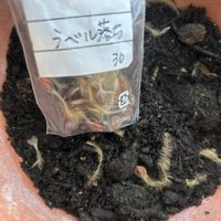 クレマチス,ベル型クレマチス,種まき,購入記録,植物のある暮らしの画像