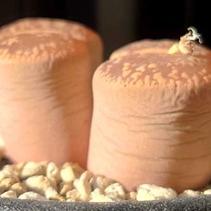 リトープス アルビニカ,日輪玉,朱唇玉,雀卵玉,多肉植物の画像