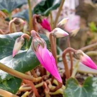 カランコエ,カランコエ,クリスマスローズ,クリスマスローズ,シクラメンの画像