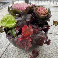 ハボタン,アイビー,ヒューケラ オブシディアン,ラブポーションブラッシカ,PRの画像