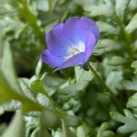 ネモフィラ・プラチナラベンダー,ネモフィラ・プラチナラベンダー,ネモフィラ・プラチナラベンダー,ネモフィラプラチナラベンダー,ネモフィラ　ハイズブルーの画像