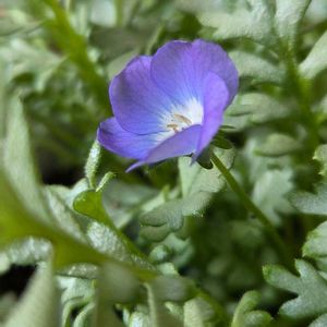 ネモフィラ・プラチナラベンダー,ネモフィラ・プラチナラベンダー,ネモフィラ・プラチナラベンダー,ネモフィラプラチナラベンダー,ネモフィラ　ハイズブルーの画像