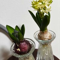 ヒアシンス,黒法師,多肉植物 寄せ植え, 多肉寄せ植え,多肉植物リース寄せの画像