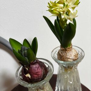 ヒアシンス,黒法師,多肉植物 寄せ植え, 多肉寄せ植え,多肉植物リース寄せの画像