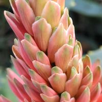 アロエ,大好きな花,シルエット❤︎,風の中,ヒカリの画像