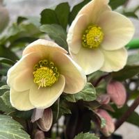 ニゲラ,クリスマスローズ・シューティングスター,クリスマスローズ 氷の薔薇 ブルネロ,小さな庭の画像