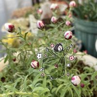 ハナカンザシ,ムギワラギク,花かんざし,ヘリクリサム,帝王貝細工(ムギワラギク)の画像