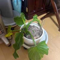 クワズイモの画像