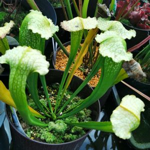 サラセニア、,食虫植物・サラセニア,かわいい,食虫植物,サラセニアの画像