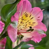 アルストロメリア,アルストロメリア,アルストロメリア,水仙,水仙の画像