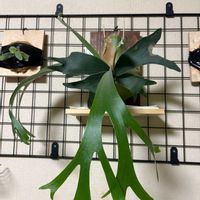 ビカクシダ, ビカクシダの画像