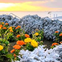 季節の花,花のある暮らし,緑のある暮らし,植栽,千葉県の画像