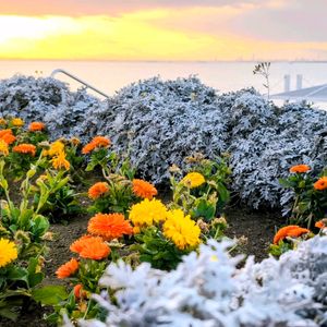 季節の花,花のある暮らし,緑のある暮らし,植栽,千葉県の画像