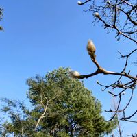 ハクモクレン,筑波実験植物園,平和を願う,医療関係者に感謝,金曜日の蕾たちの画像