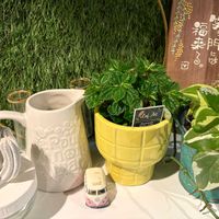ペペロミア,ビオラ,多肉植物,観葉植物,お花の画像