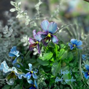 パンジー・ビオラ,神戸べっぴんさんビオラ,幻夢,神戸べっぴんさんビオラ 幻夢,神戸べっぴんさんビオラ ブルージャスミンの画像