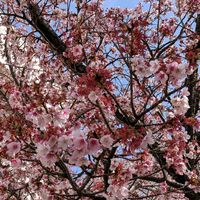 サクラ,クスノキ,来宮神社の大楠,熱海桜,さくら サクラ 桜の画像