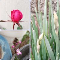 スイセン,リナリア,ミニバラ,金曜日のつぽみたち,庭の画像