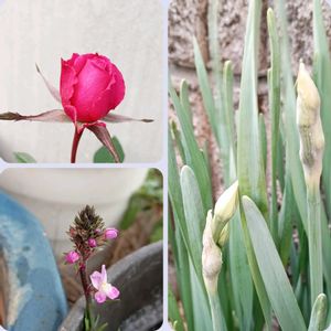 スイセン,リナリア,ミニバラ,金曜日のつぽみたち,庭の画像