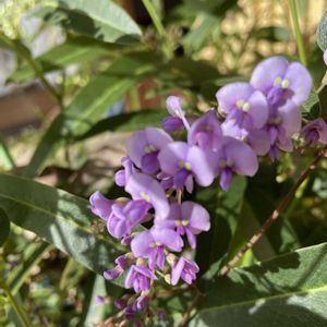 ハーデン ベルギア,鉢植え,冬越し,寒冷地,室内温室の画像