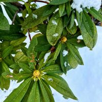 シャクナゲ,花ブローチ倶楽部,金曜日の蕾たち,東北人花の会,２０２０年５月同期の画像