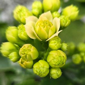 カランコエ,ミニバラ,金曜日の蕾たち,植物の冬越しの画像