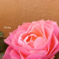 ミニバラ,꒰ღ˘◡˘ற꒱かわゅ~,すてき…♡,愛らしい♡,繋がりに感謝✨の画像